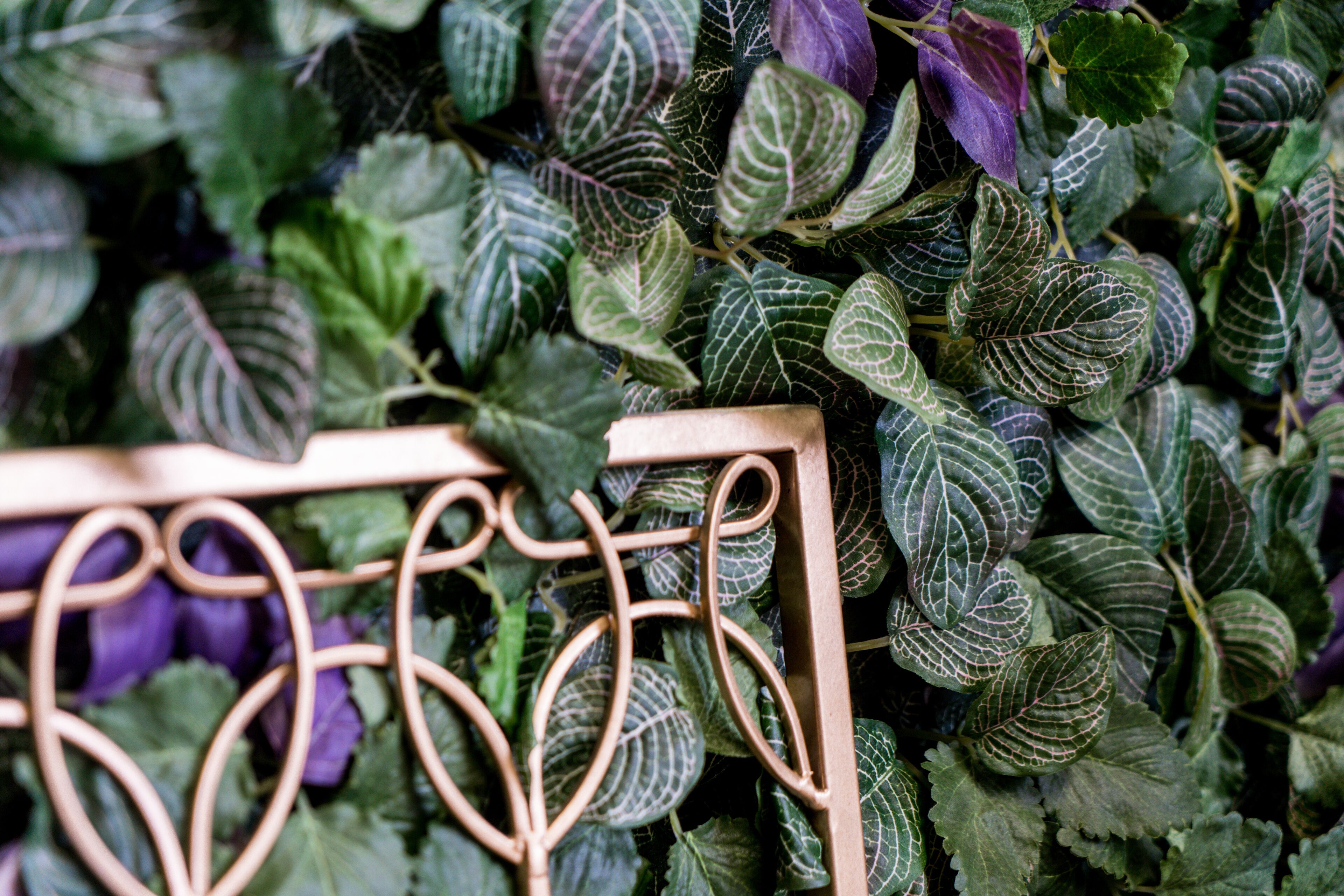 A close-up of a metal fence with ornate designs, surrounded by dense foliage with variegated leaves.