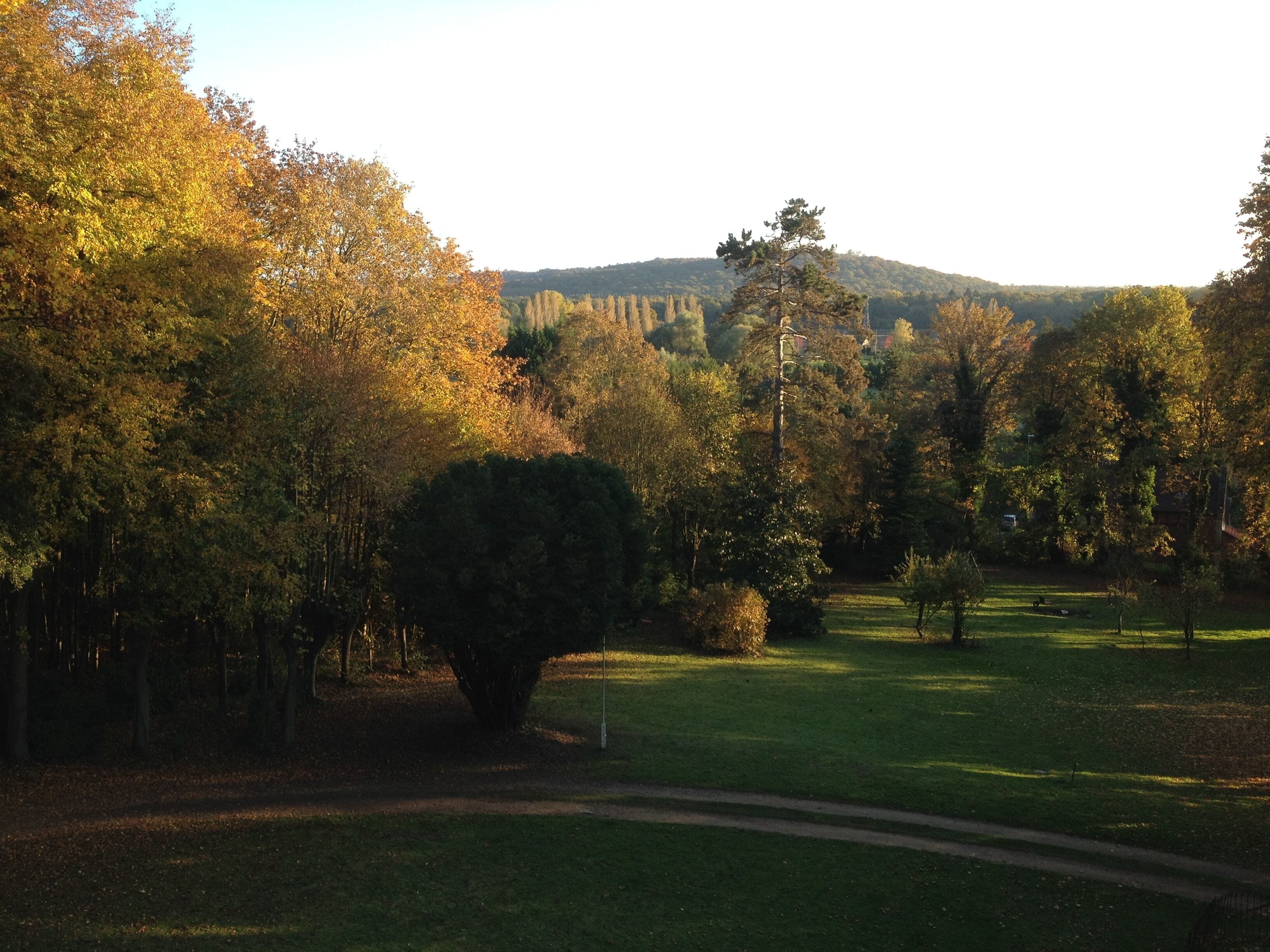 Ein Park mit einem großen Baum, einer Rasenfläche und einem Weg.
