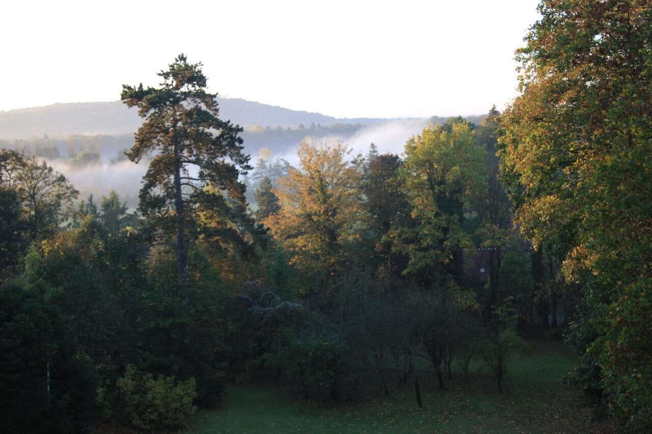 A forested area with a clear view of a hill in the background.