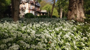 Una casa grande y histórica rodeada de exuberante follaje y flores blancas.
