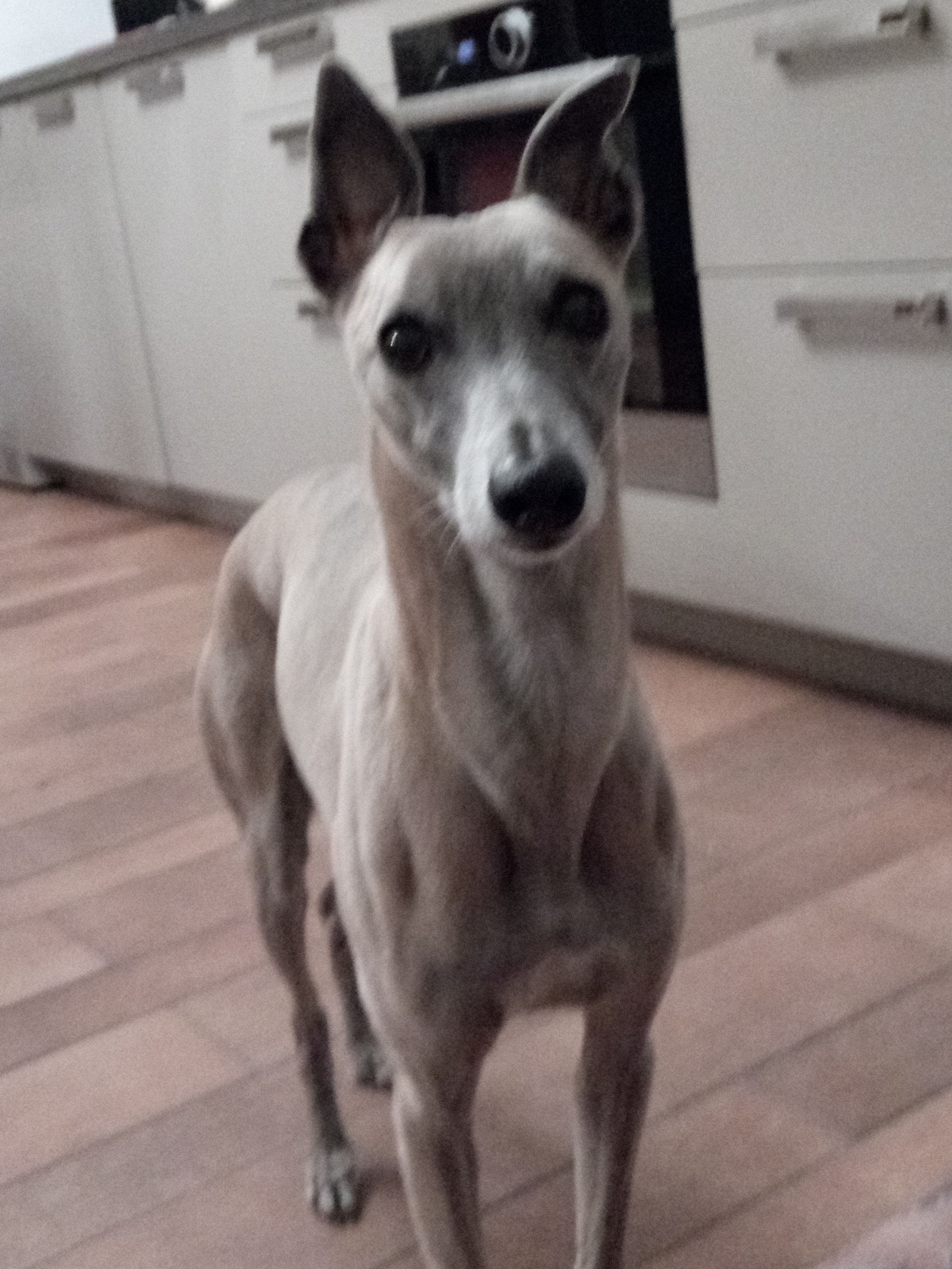 A dog standing in a kitchen with white cabinets and a tiled floor.