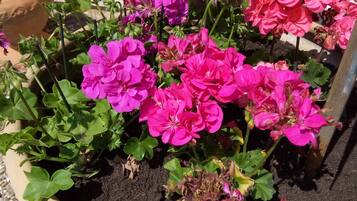 A potted geranium plant with vibrant pink and red flowers, placed on a gravel surface.