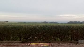 Viñedo con hileras de vides y una manguera en el suelo.