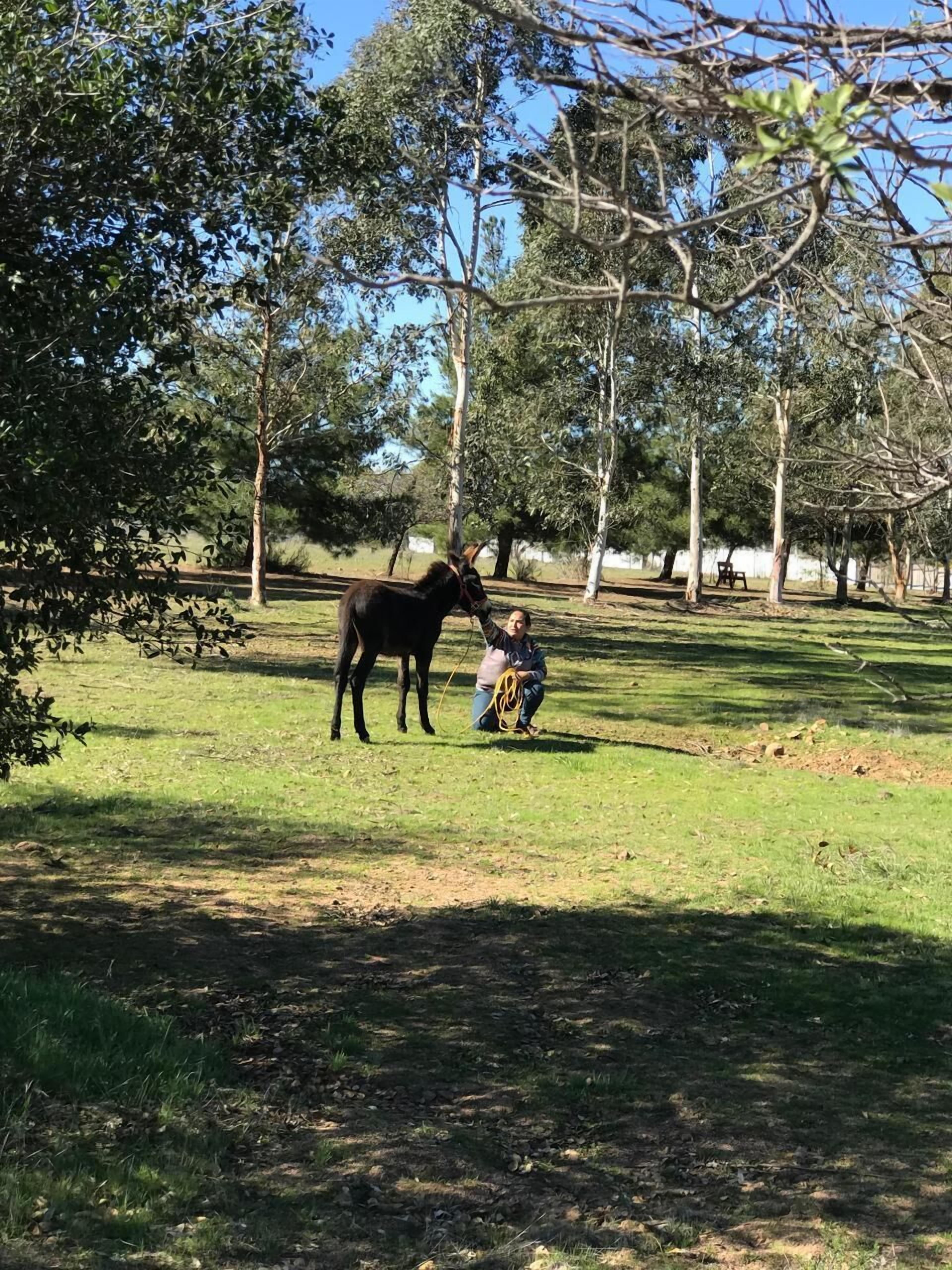 A person interacting with a horse in a grassy outdoor area with trees.