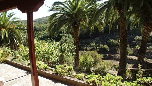 Un jardin agrémenté de palmiers et de différentes espèces de plantes.