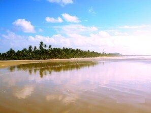 A beach with a calm water surface, a sandy shore, and a line of palm trees under a clear sky.