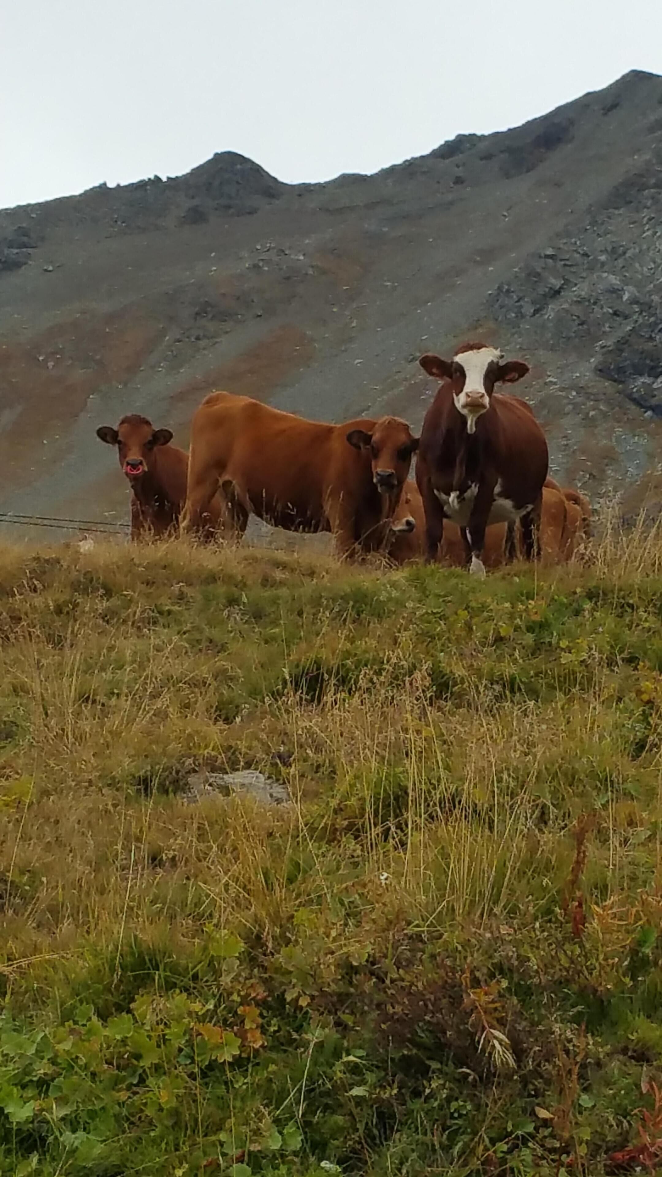 Eine Kuhherde grast auf einer Wiese vor einer Bergkulisse.
