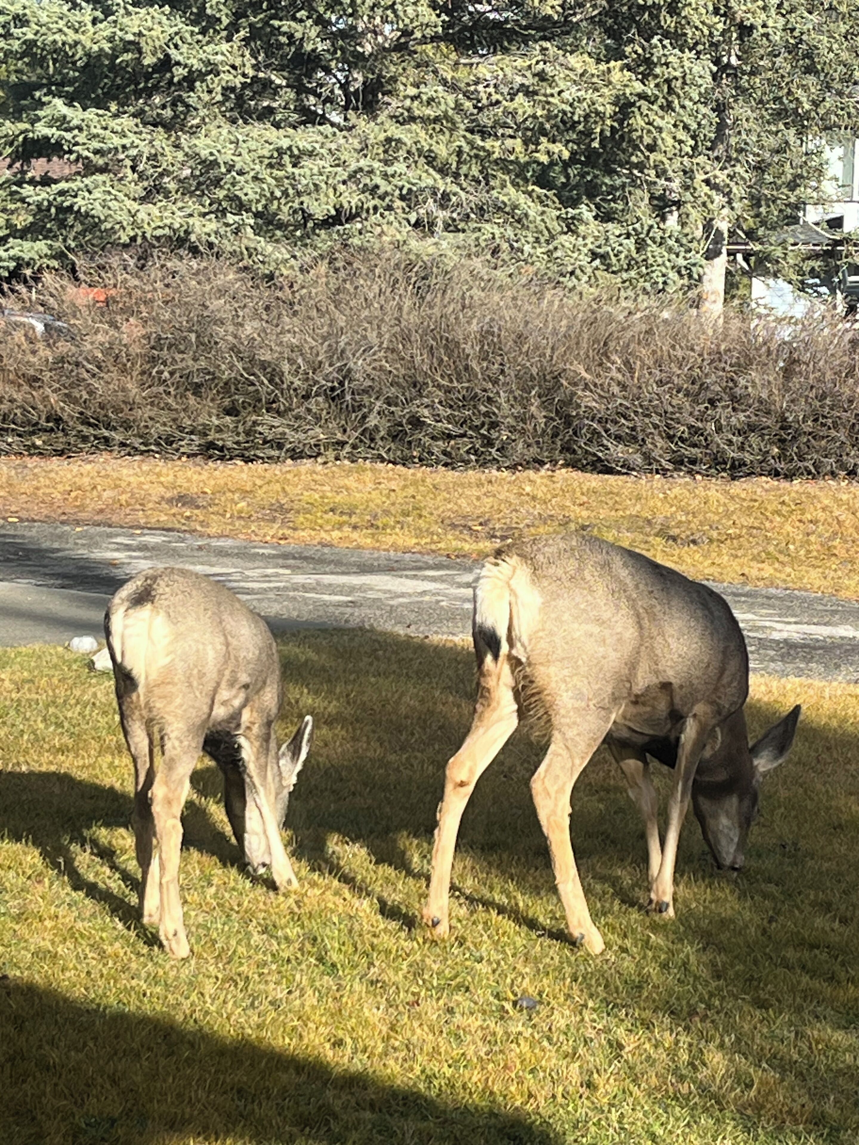Two deer grazing in a grassy area with a road and dense bushes in the background.