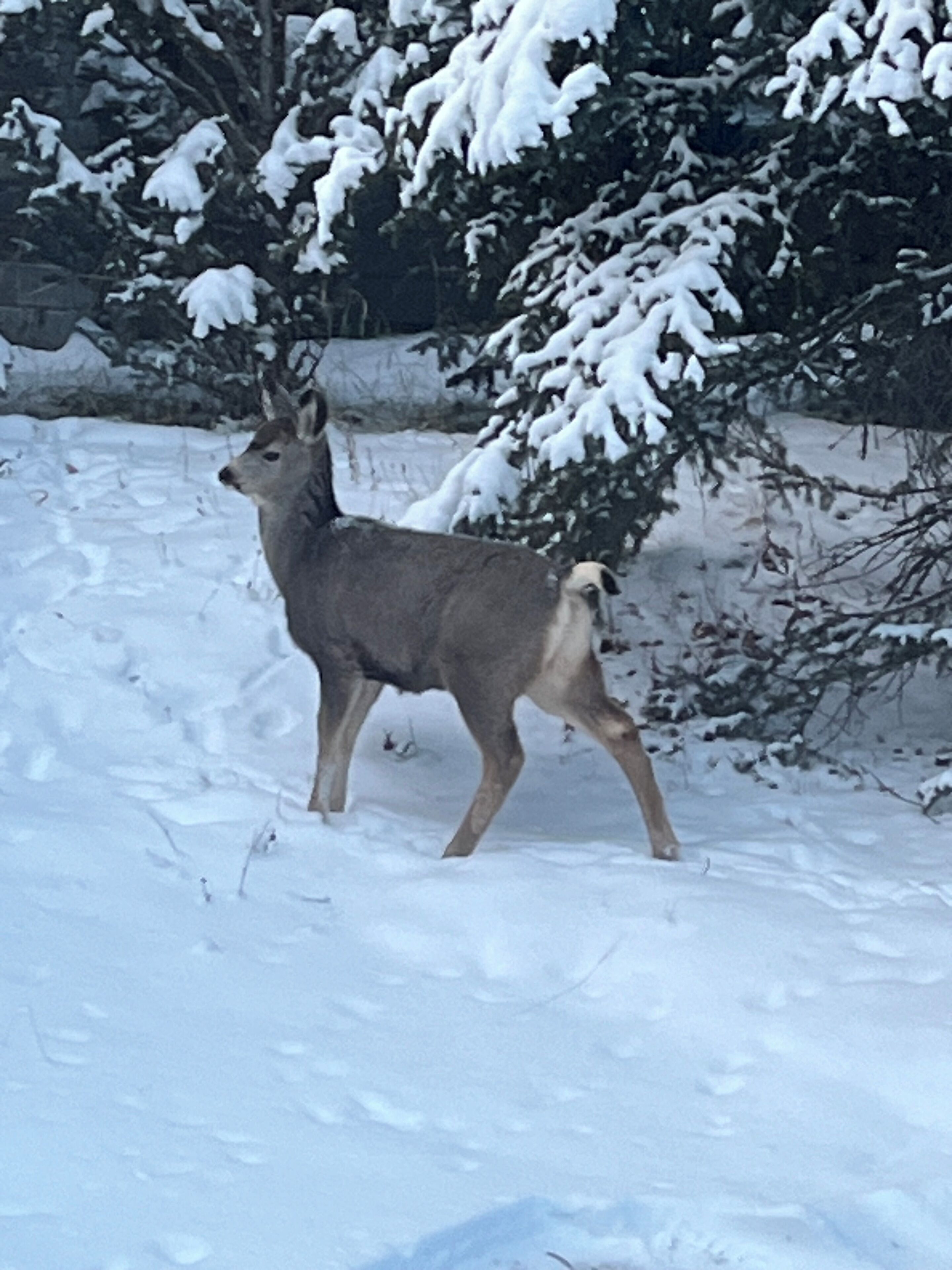 A deer in a snowy landscape with trees.