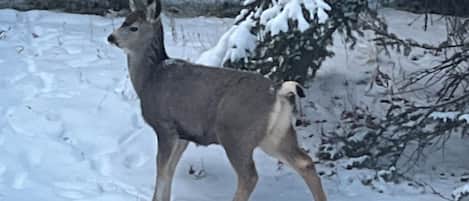 A deer in a snowy landscape with trees.