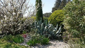 A garden with various plants and a tall, narrow tree. - 5 bedrooms and suites with 5 bathrooms Charming mas in Maussane les alpilles calm and privacy (Maussane-les-Alpilles)