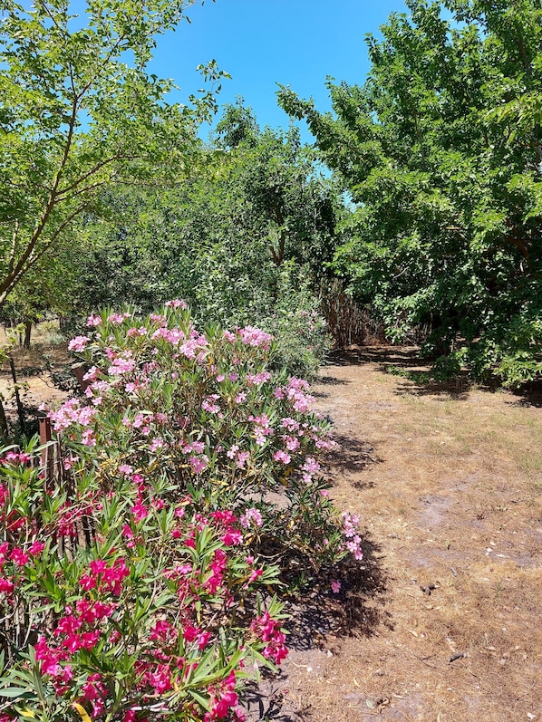 A garden with pink flowers and a dirt path.