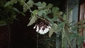 Un espace jardin agrémenté d’une plante aux fleurs blanches, d’un mur en briques et d’une fenêtre.