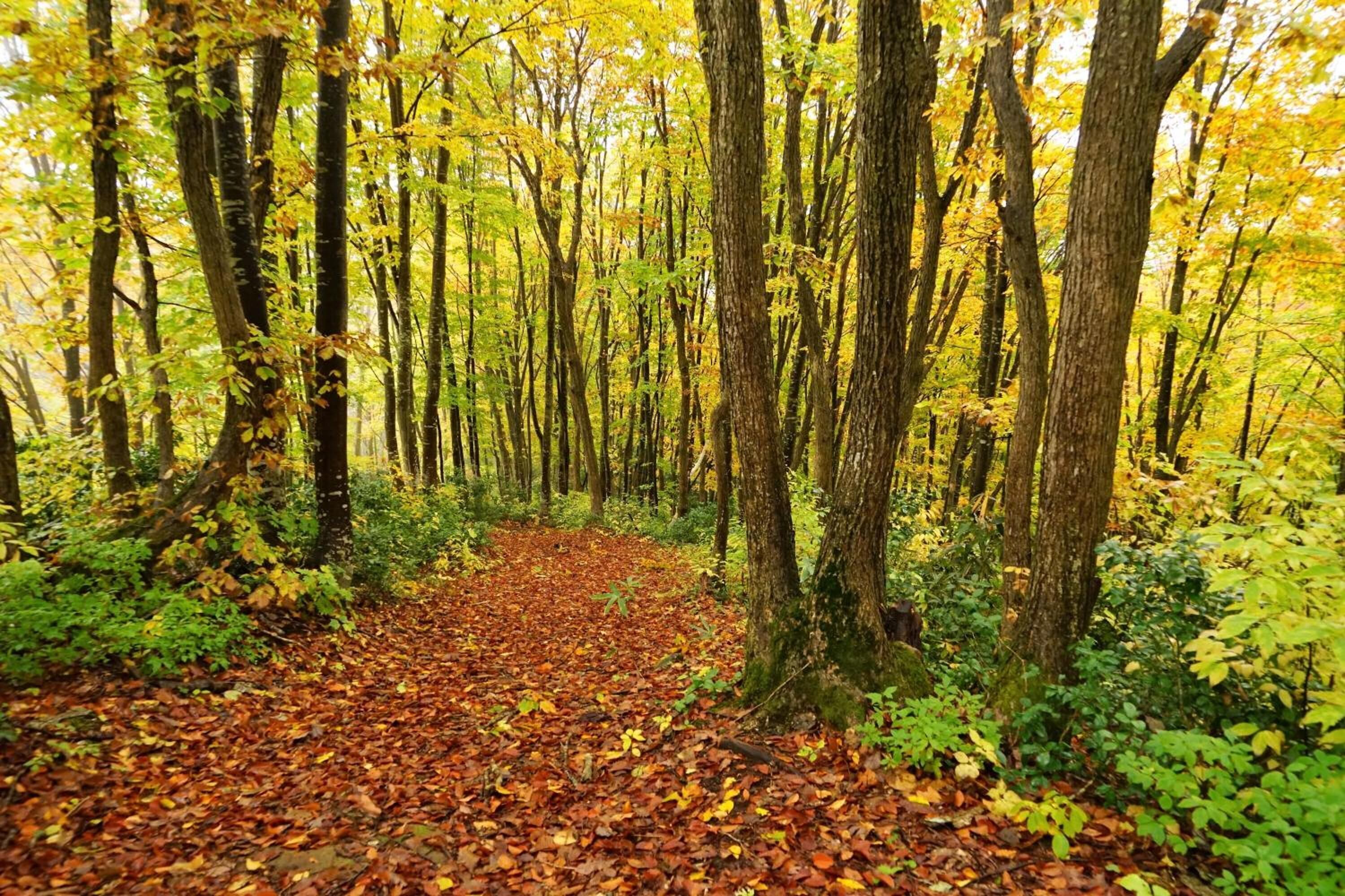 Een bosweg bedekt met herfstbladeren.