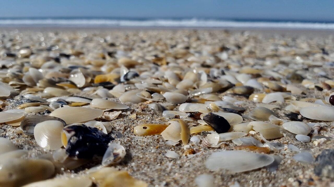 A beach with various shells and pebbles.