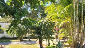 A garden with various plants, including palm trees and a large tree with a thick trunk. - ***Coastal Luxury*** Winter special 10% discount*** (Iluka)