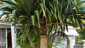 A palm tree with a thick trunk and large leaves, surrounded by rocks and other plants. - ***Coastal Luxury*** Winter special 10% discount*** (Iluka)