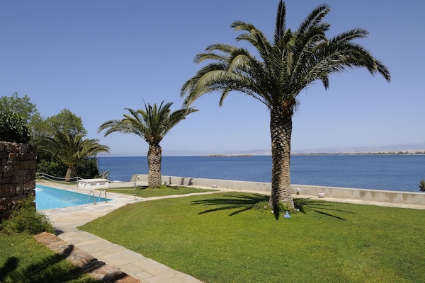 Garden palm trees
