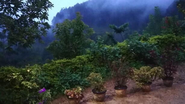 A garden with various potted plants and trees, surrounded by a natural landscape.
