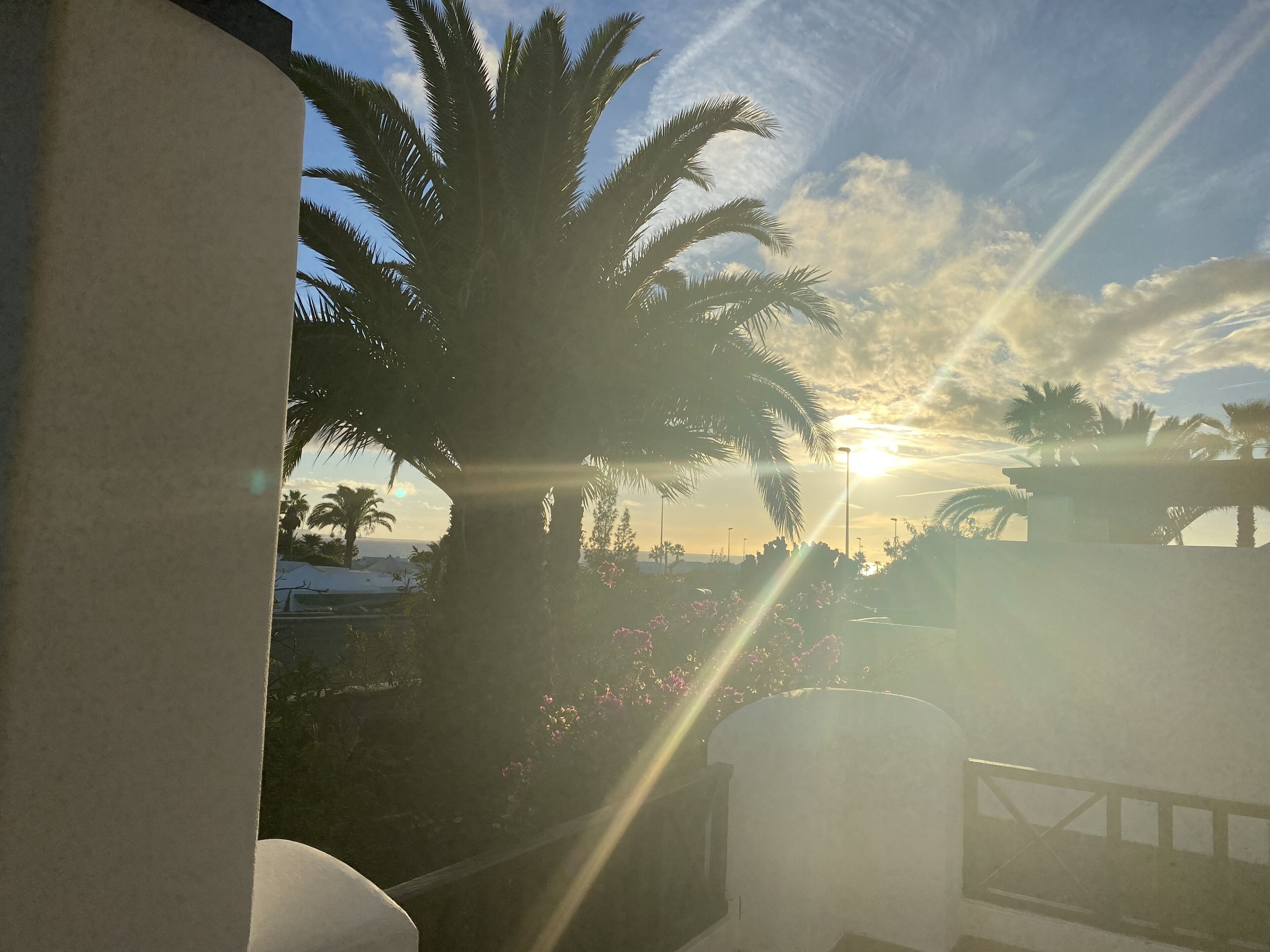 Sonnenuntergang mit Palmen und blauem Himmel.