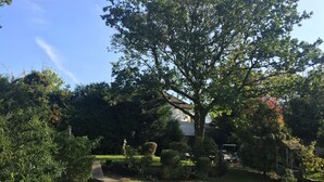A garden with a lawn, a wooden bench, and a large tree. - Edgware Bed and Breakfast (Edgware)