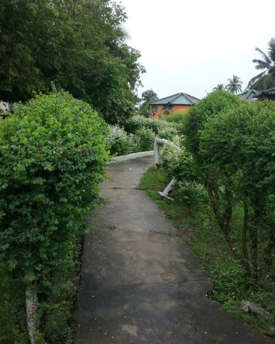 A concrete pathway flanked by dense green foliage, leading to a building with a green roof.