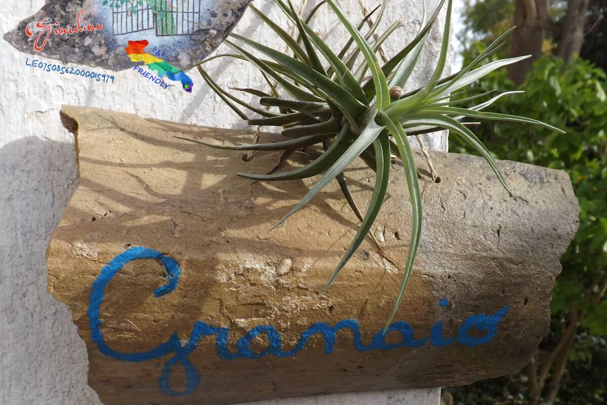 Una planta en maceta con una placa de madera que dice "Cranio" colocada sobre una pared con textura.
