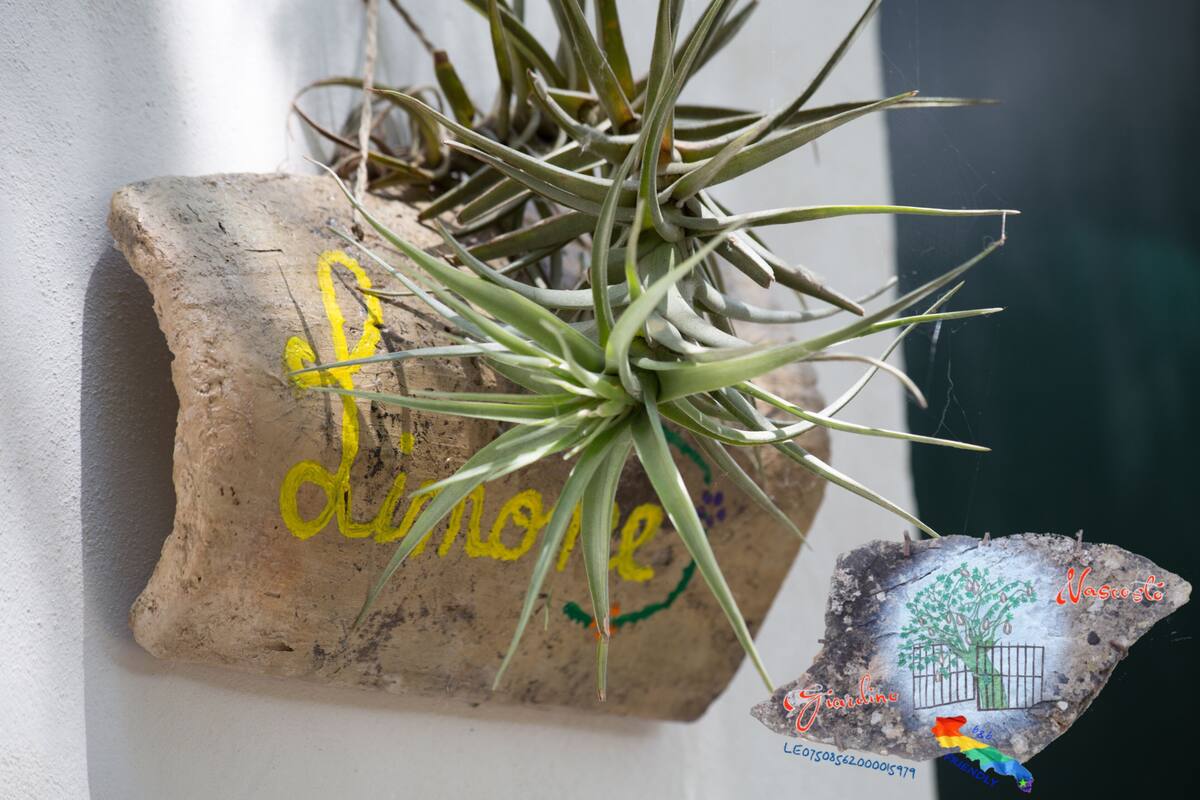 Una planta en maceta con base de piedra, que muestra la palabra “dormole” y un dibujo de un árbol con una cerca.