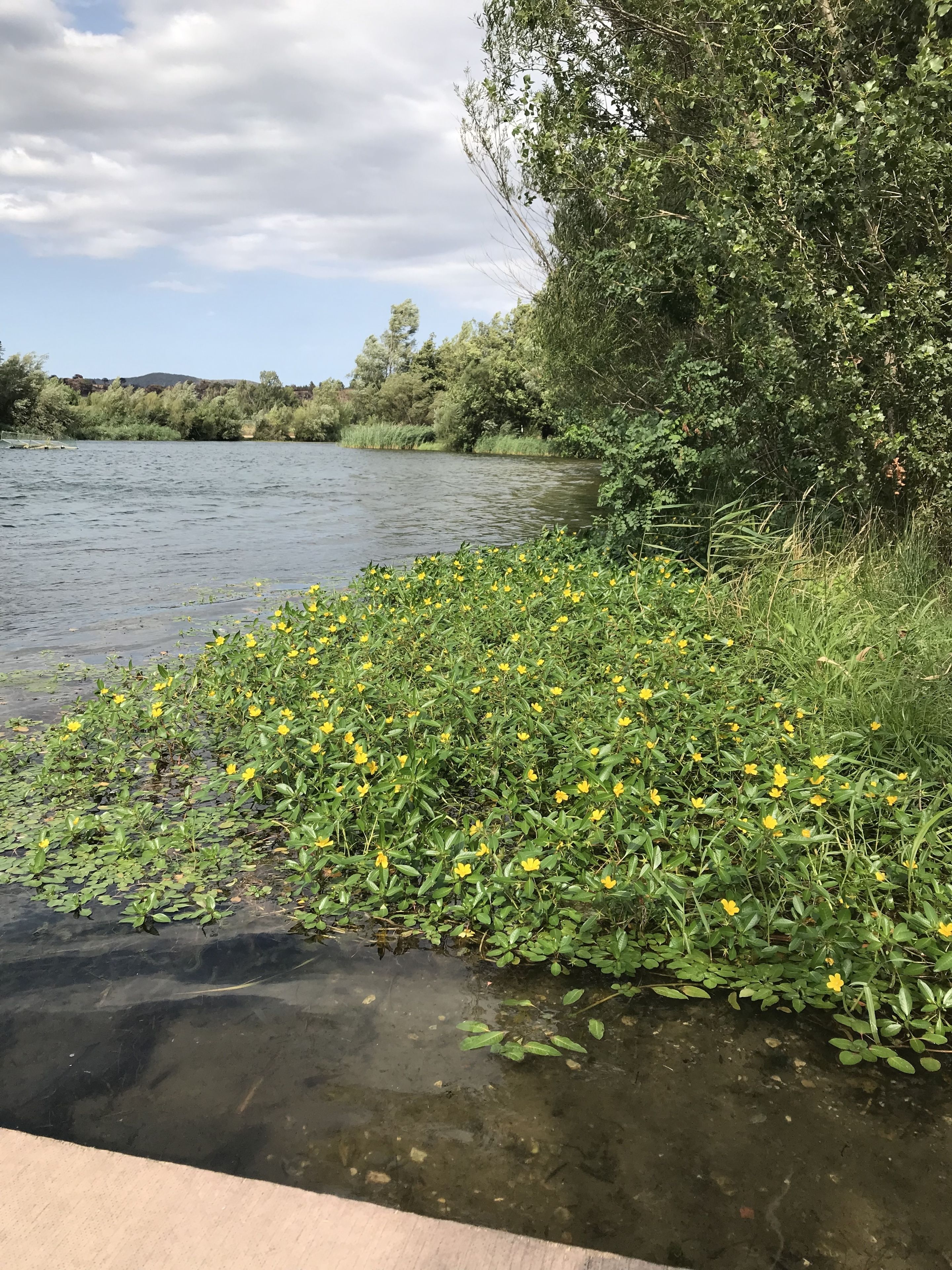 Een oever met waterlelies en gele bloemen, omgeven door weelderig groen en bomen.