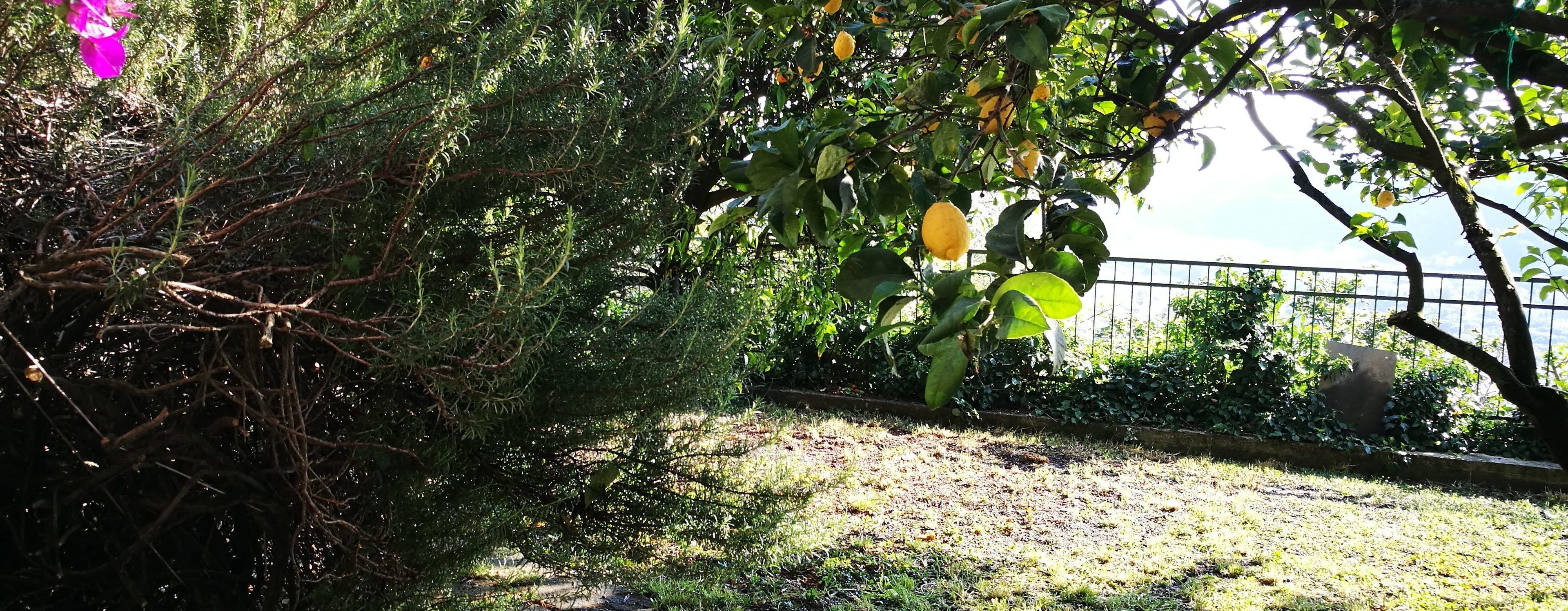 A garden with dense foliage and a metal fence in the background.