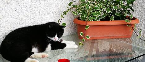 Uma mesa de vidro com um gato preto e branco deitado sobre ela, uma caneca vermelha e um vaso de planta.