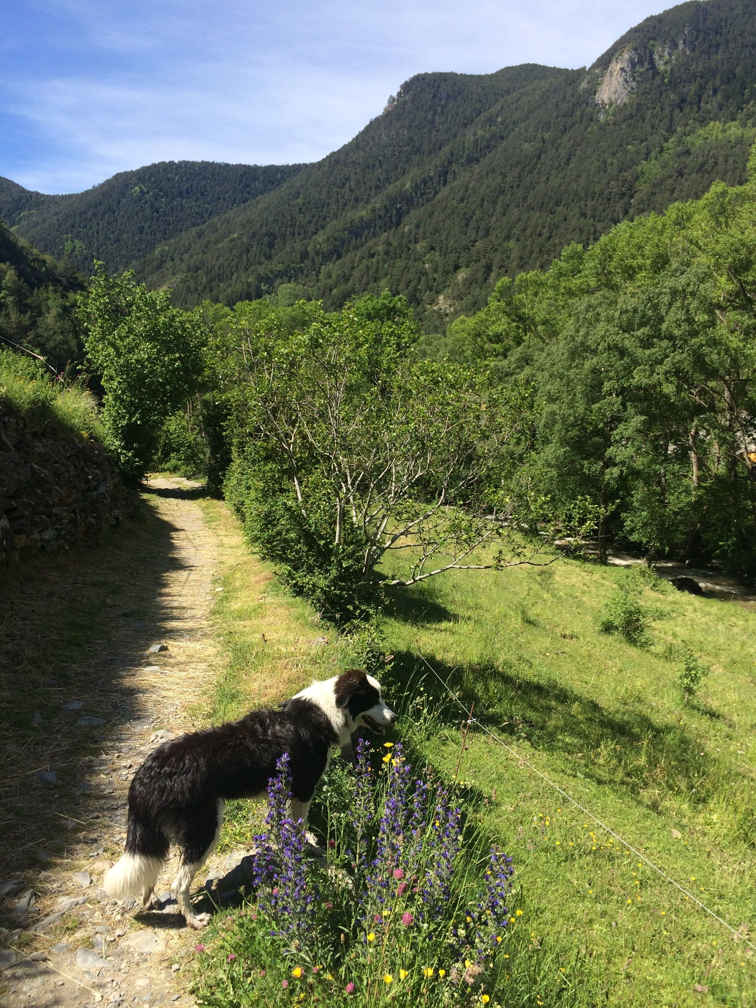 Um cão numa trilha de terra, rodeado por vegetação exuberante e montanhas.