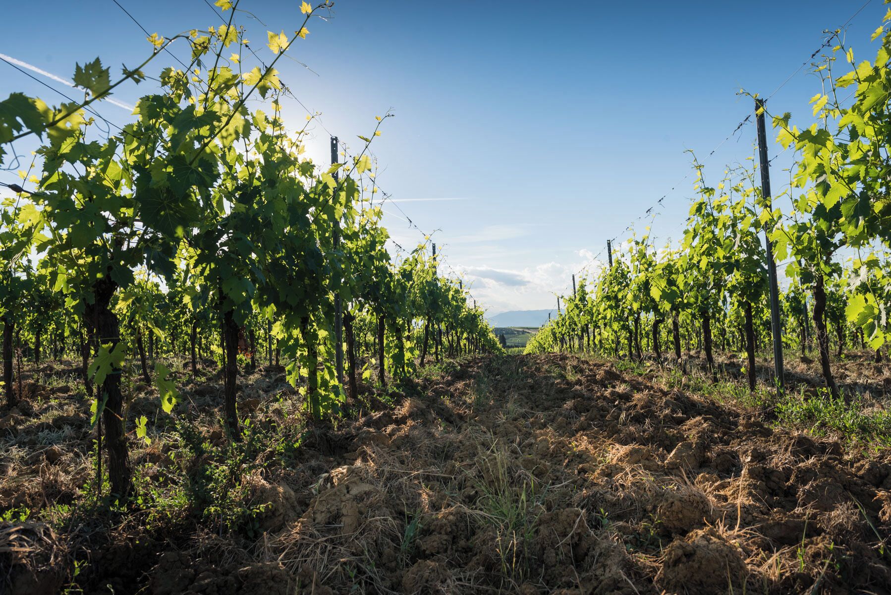 A vineyard with rows of grapevines under clear skies.