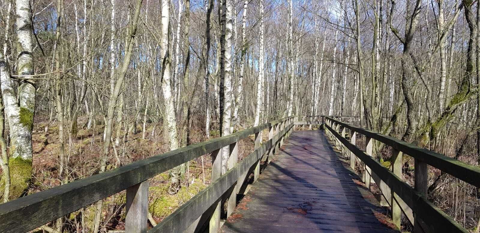 Een houten brug in een bos met berkenbomen.