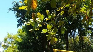 A yellow swing set in a grassy area with trees and plants in the background. - Hotel La Colonia (San Sebastian)