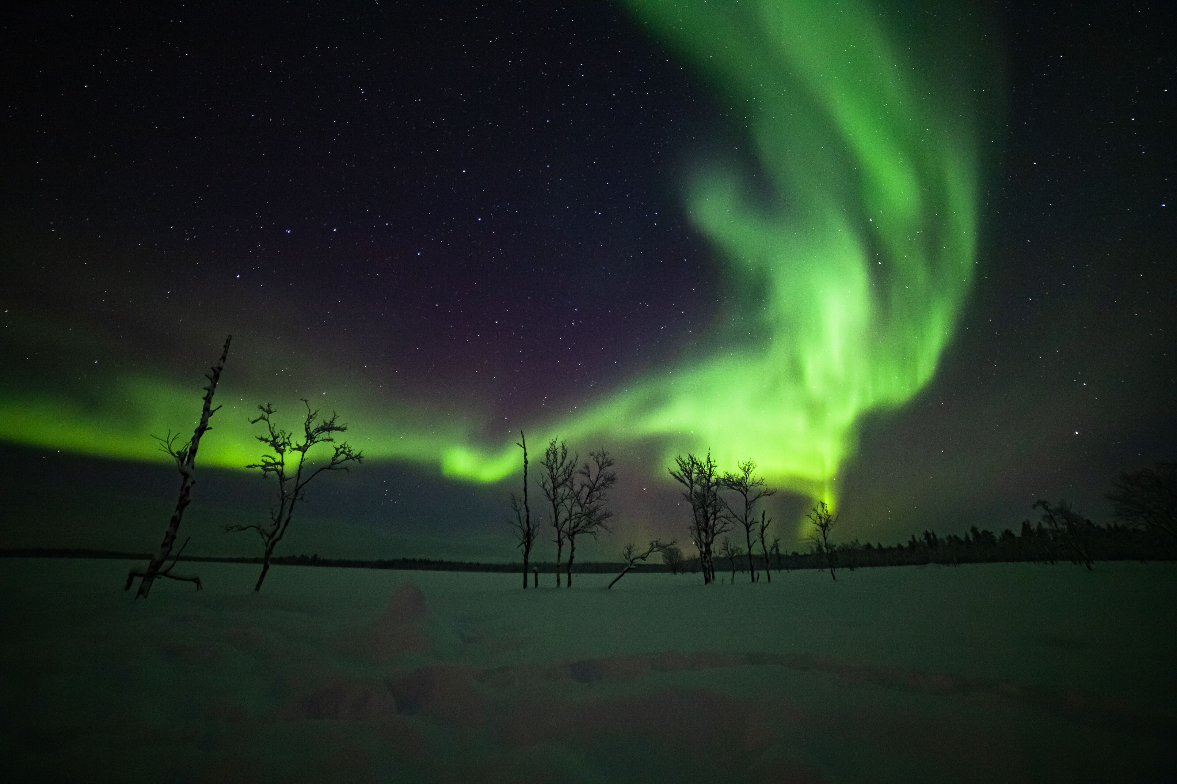 A snowy landscape with trees and a starry night sky.