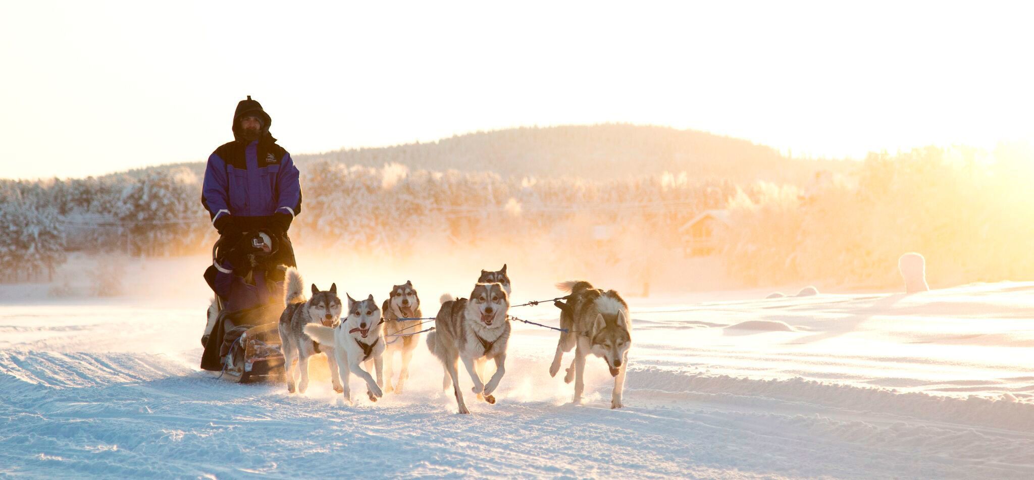 A person on a sled being pulled by dogs across snow.