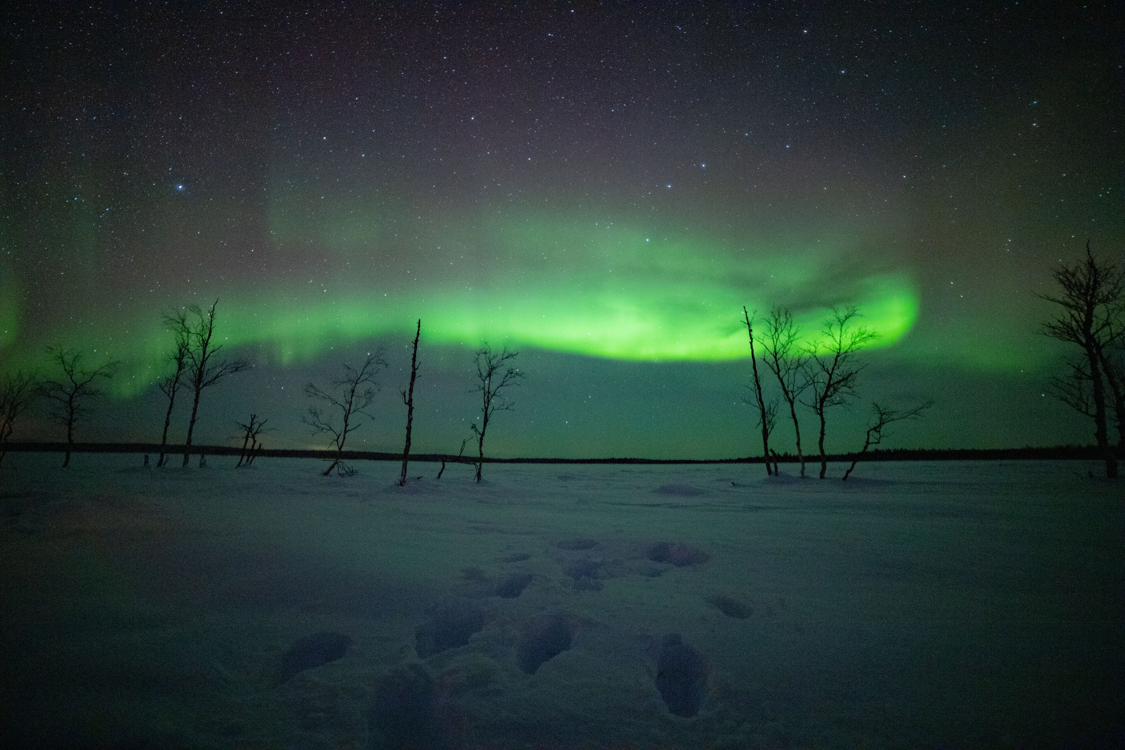 A snowy landscape with bare trees and a starry night sky.