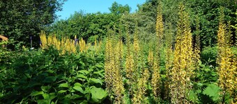 Cold Cotes Guest House