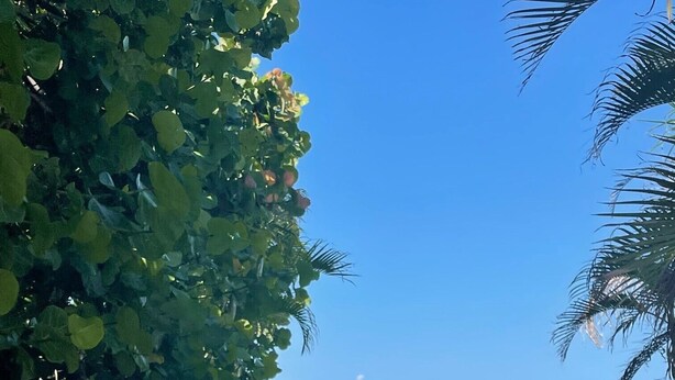 Una pasarela de madera que conduce a una playa arenosa con agua azul cristalina y una palmera al fondo.