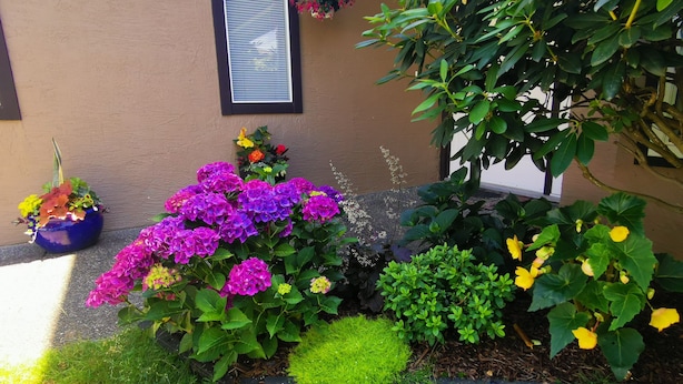 A garden with various plants and flowers, a potted plant on the ground, and a window with blinds. - Better Bed House (Richmond)