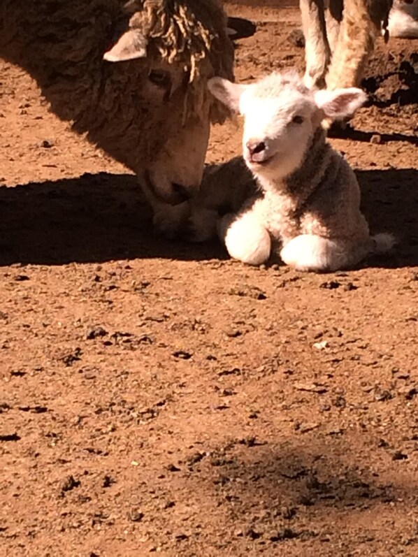 A lamb sitting on the ground with a sheep in the background.