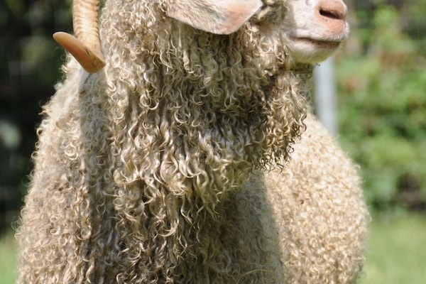 Show stopper; Angora Goat