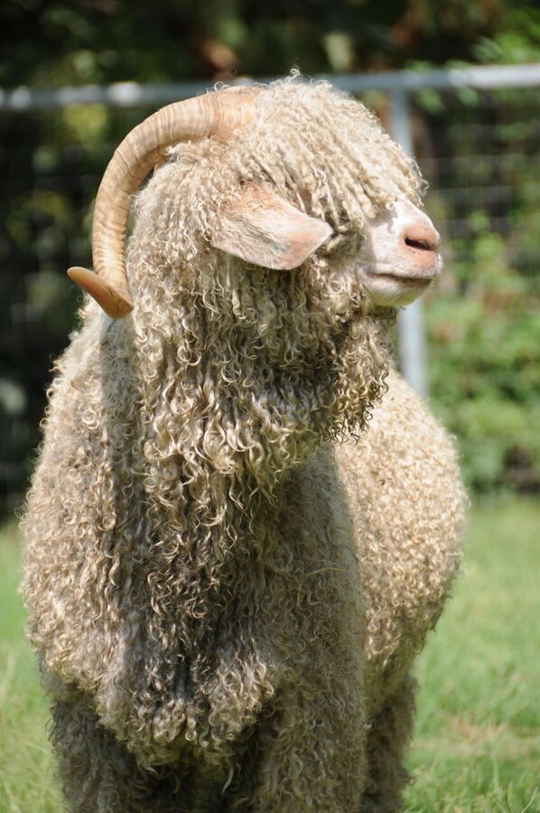 Property grounds - Wine Country Working Wool Sheep Farm Stay; Hay Barn Cottage 501c3 (Temecula)
