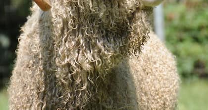 Wine Country Working Wool Sheep Farm Stay; Hay Barn Cottage 501c3