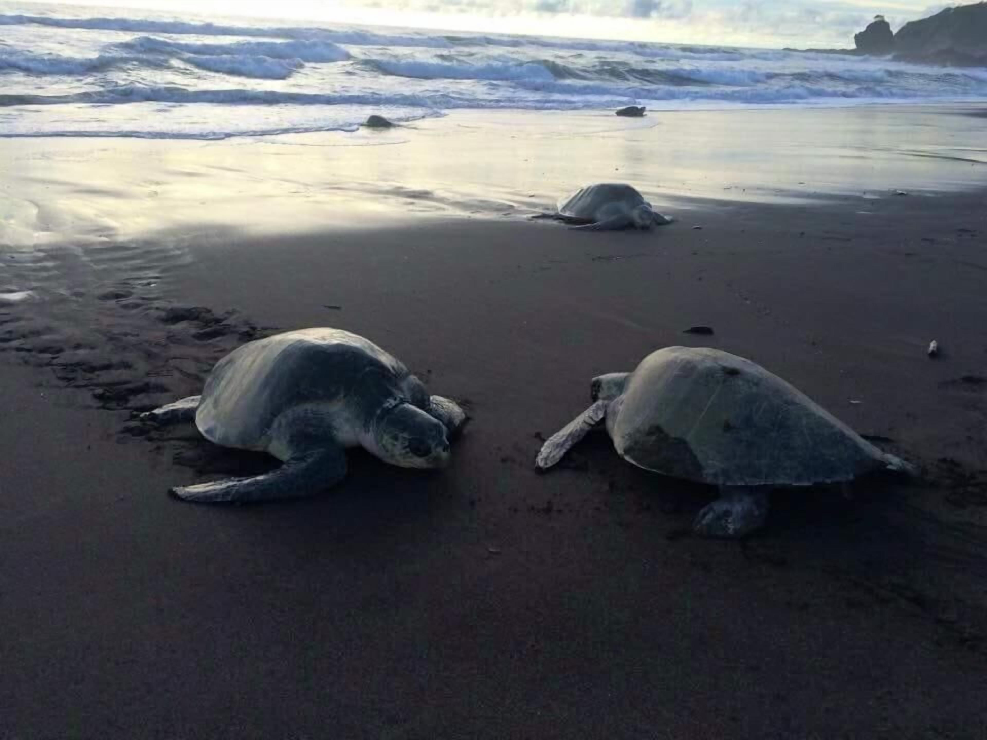 Two sea turtles on a sandy beach with waves in the background.