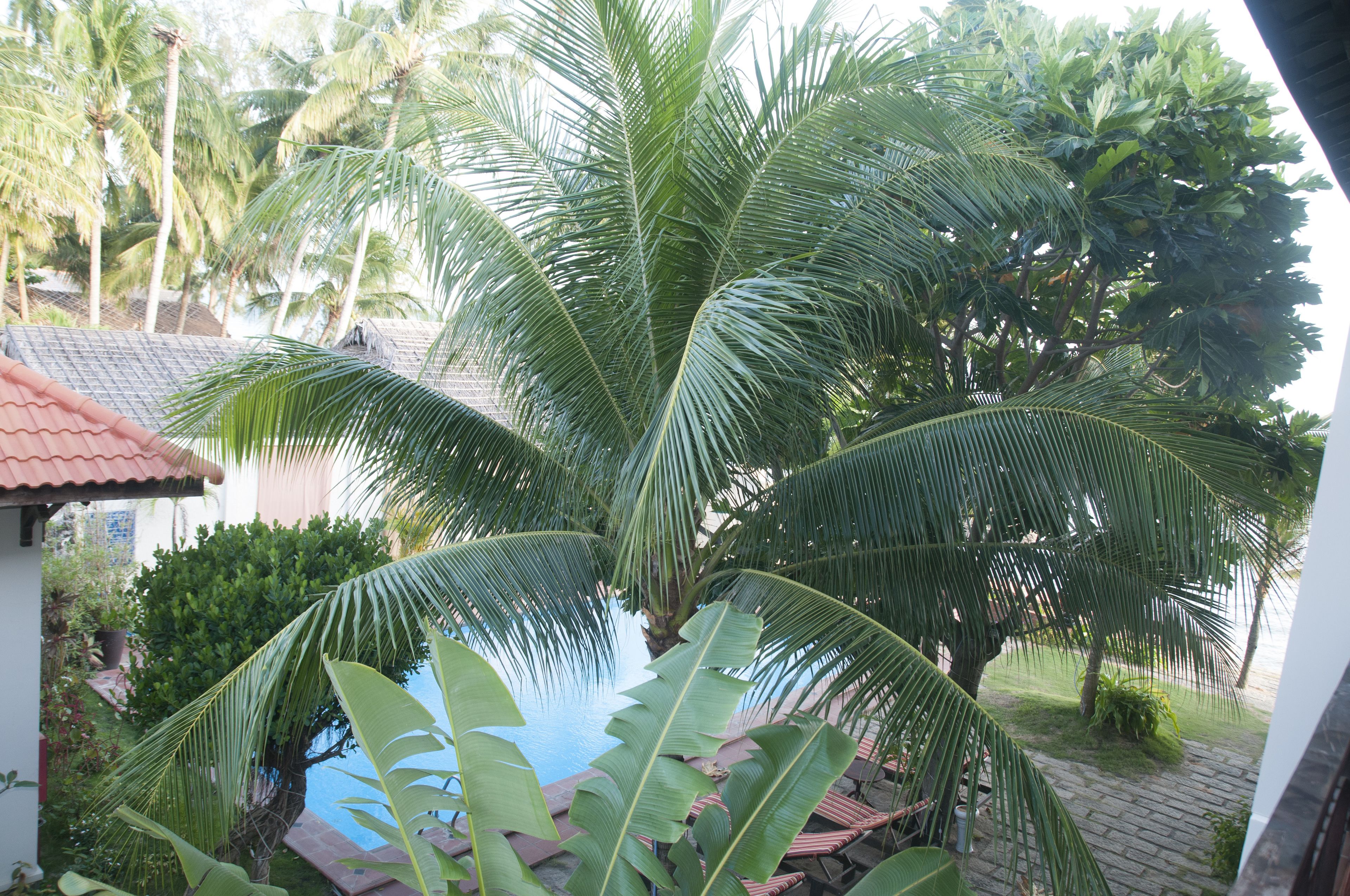 Un jardin tropical avec un palmier, une petite piscine et un chemin bordé de briques.
