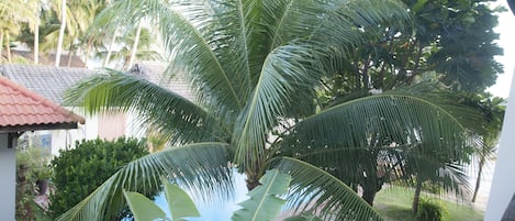 Um jardim tropical com uma palmeira, uma piscina pequena e um caminho de tijolos.