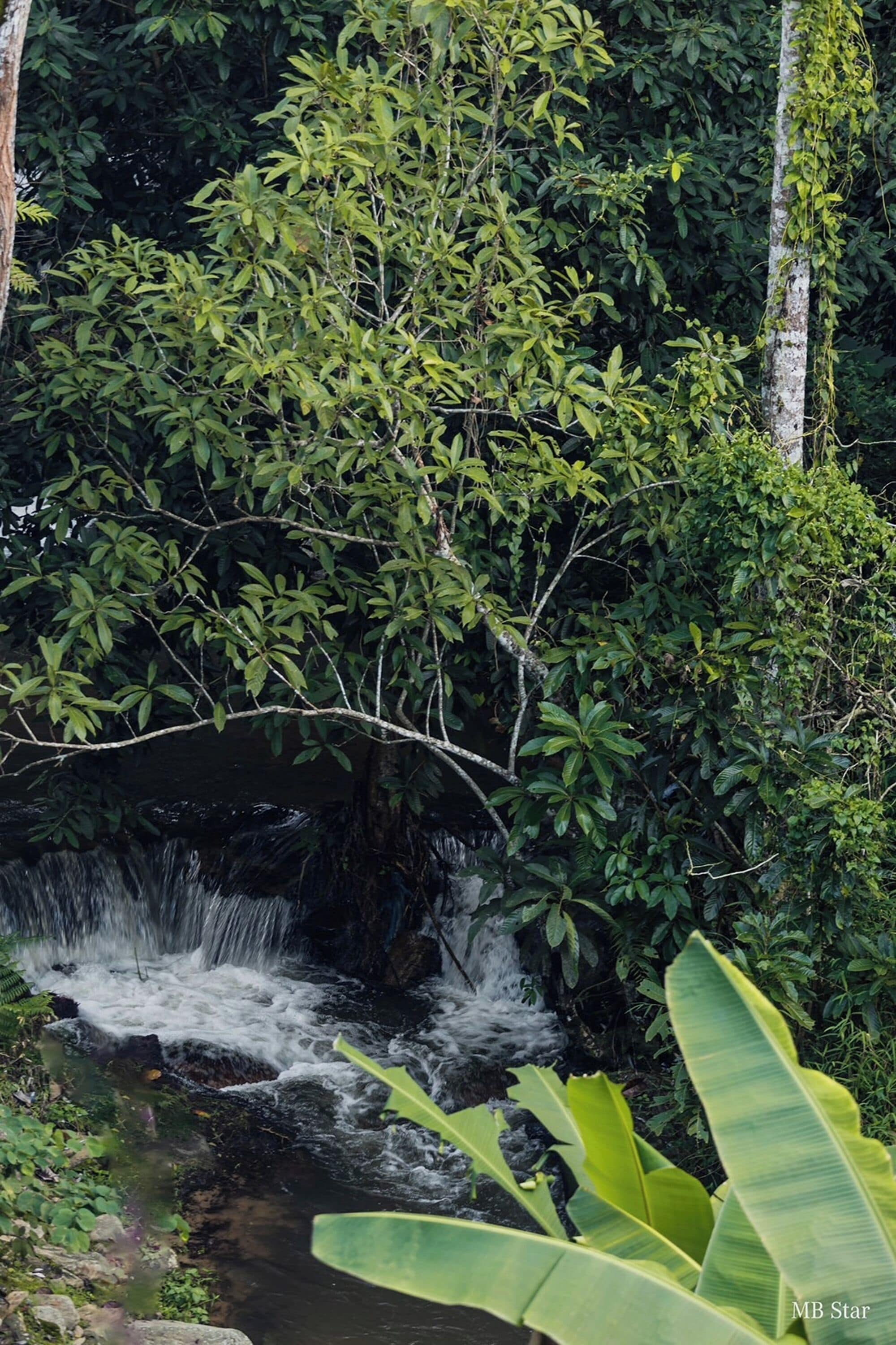 A waterfall surrounded by dense foliage and a banana plant.
