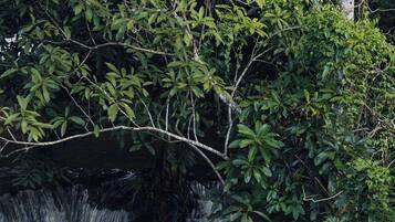 A waterfall surrounded by dense foliage and a banana plant.